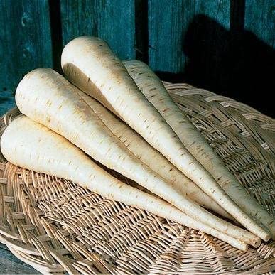 Palm Beach Medicinal Herbs - Javelin Parsnip (Pastinaca Sativa) - Packet of 20 Seeds