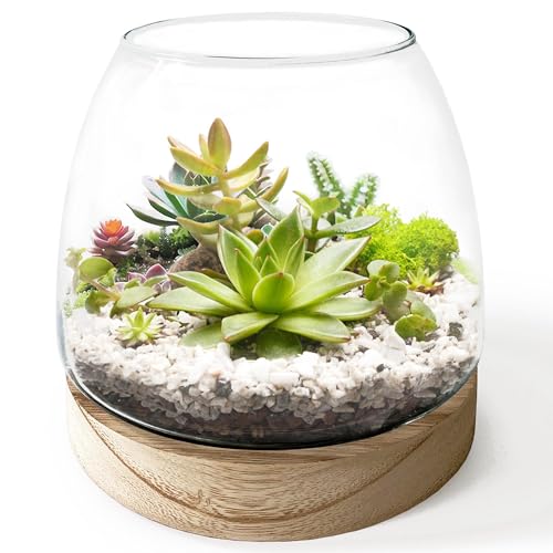 6 Inch Plant Glass Terrarium – Geometric Bowl with Removable Wooden Base for Succulents Air Plants Cactus Tillandsia Moss, Candle Holder (Plants not Included)