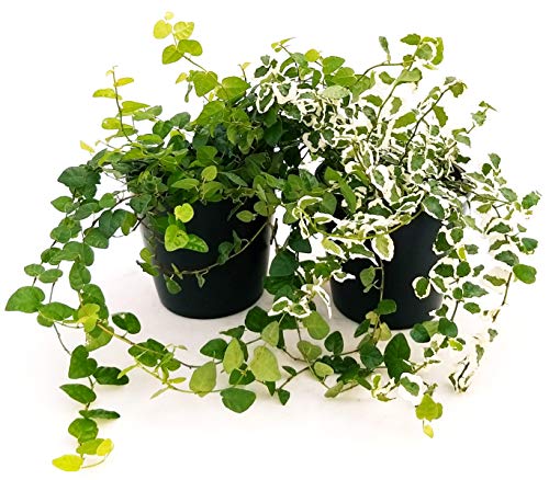 POWERS TO FLOWERS - FICUS PUMILA, FICUS REPENS VERDE E VARIEGATO, 2 PIANTE V12, Piante Vere