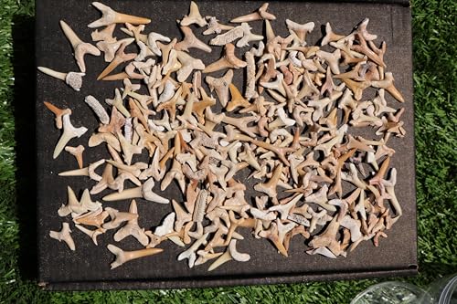 Great Collection of Shark Teeth Fossil Shark Teeth Fossils for Kids Fossils from Morocco A251