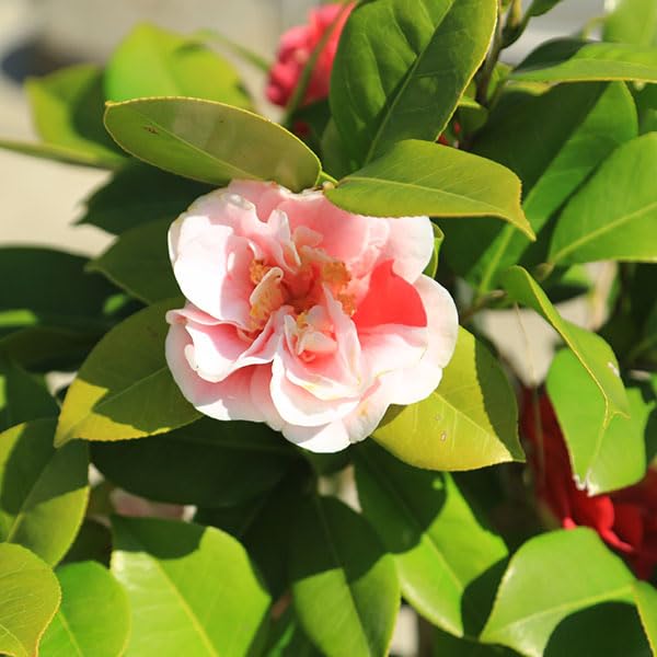 Amazon.co.jp: 庭木・植木:椿 四海波（しかいなみ）現品限り！咲き分け
