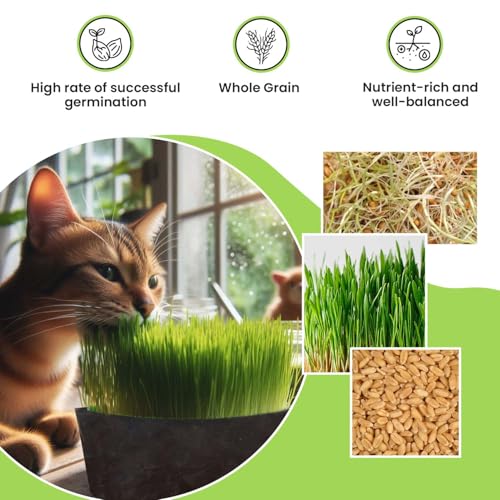Image of Pawfect Cat Grass Growing Kit with Planter - 2 Plastic Grow Bags, 4 Coco Peat Discs & Wheatgrass Seeds | Ideal for Indoor Cats, Aids Digestion & Reduces Hairballs | Easy-to-Grow