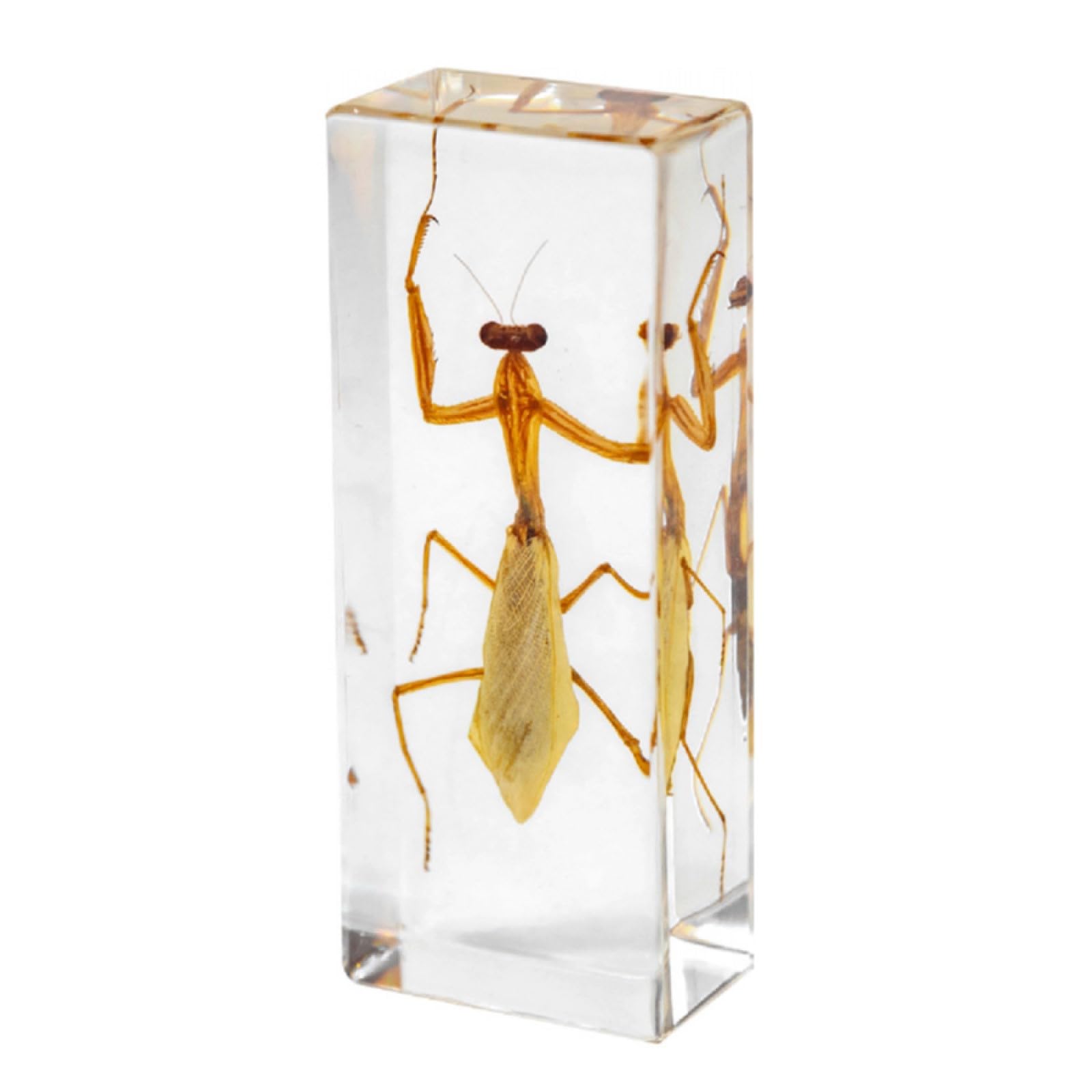 DRXRD Specimen in Resin, Transparent Bug Taxidermy, Amber Insect Decor, for Science Classroom Science Education, Collection and Paperweights Mantis