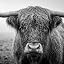Scottish Highlander - Black