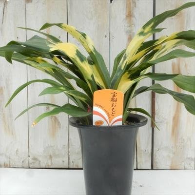 Amazon 宝船おもと 宗石 オモト 贈り物 引越祝い プレゼント 観葉植物 5 5号鉢 観葉植物 オンライン通販