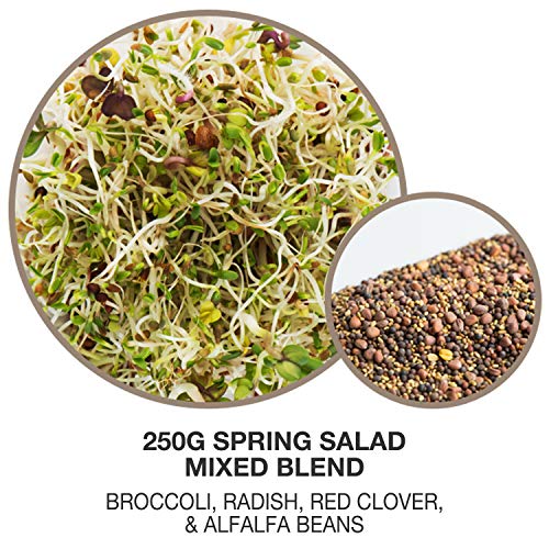 Mumm's Sprouting Seeds - Spring Salad Mix - 250 GR - Organic Sprout Seed Kit - Broccoli, Radish, Alfalfa and Red Clover