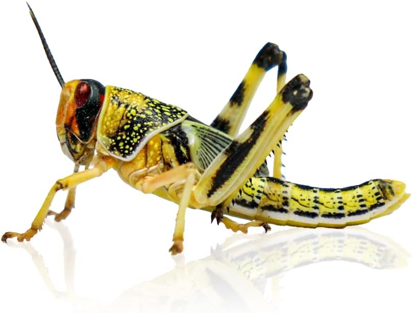 100 Small Locusts -Reptile Live Food/Lizard/Spider/Frog/Mantis