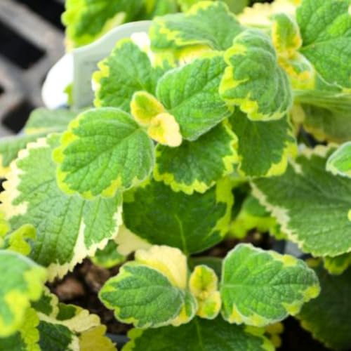 2-Pack Plectranthus Swedish Ivy Plants Live, Swedish Ivy Mint Herb Houseplants in 2 Inch Pots for Indoor and Outdoor