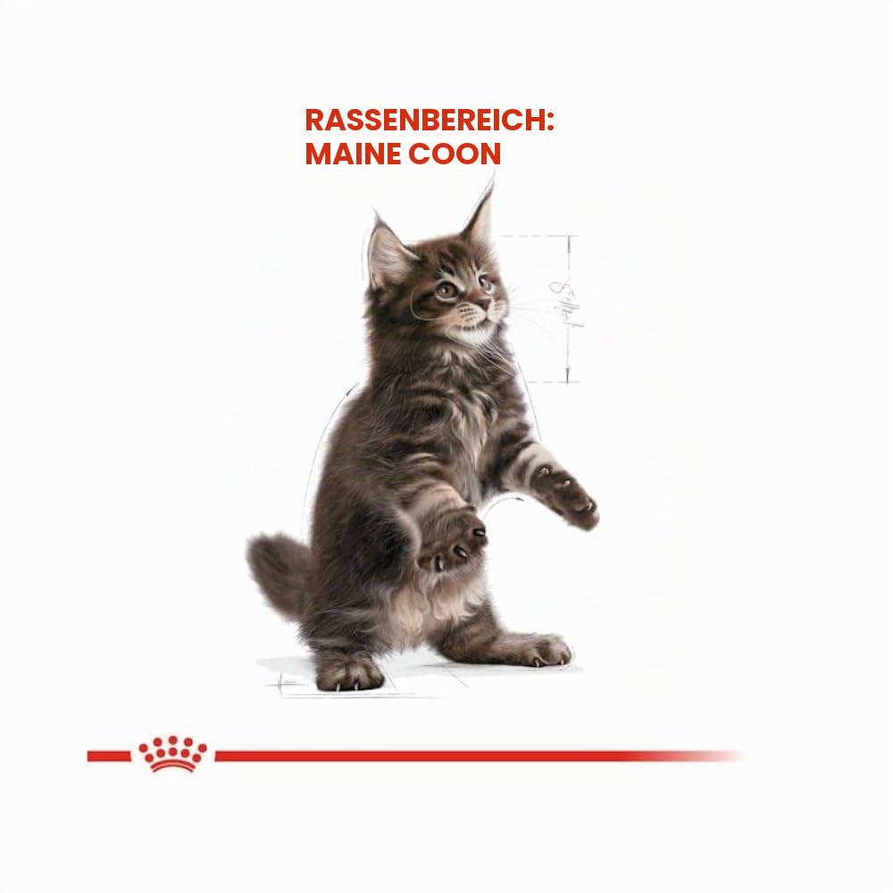 Royal Canin Maine Coon Kitten | Confezione Tripla | 3 x 400 g | Cibo secco per gatti | Specifico per cuccioli di gatto Maine Coon | Per favorire la digestione e il sistema immunitario