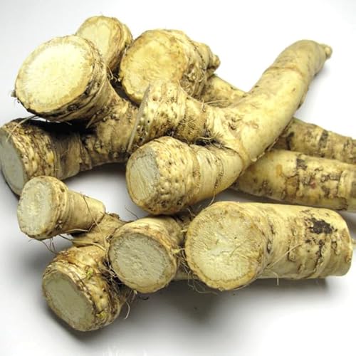 ڈΎR킳 kCY m킳 500g z[XfBbV z[