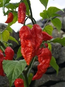 25 Red Bhut Jolokia Seeds Ghost Pepper Naga Jolokia HOT Chilli900k-1.1m+ Shus