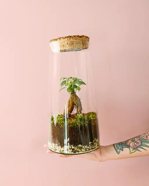 Botanic Terrario de Bonsái en Botella | Pur Plant - Terrario Bonsai Ecológico
