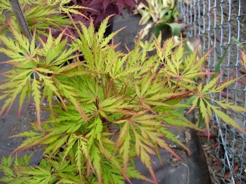 Autumn Fire Weeping Japanese Maple 3 - Year Live Plant #TOP2