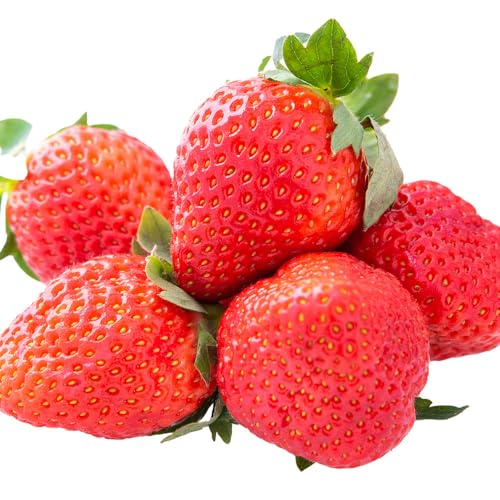 [先行予約] ゆうべに いちご 約1000g(250g×4パック)[3月出荷予定]