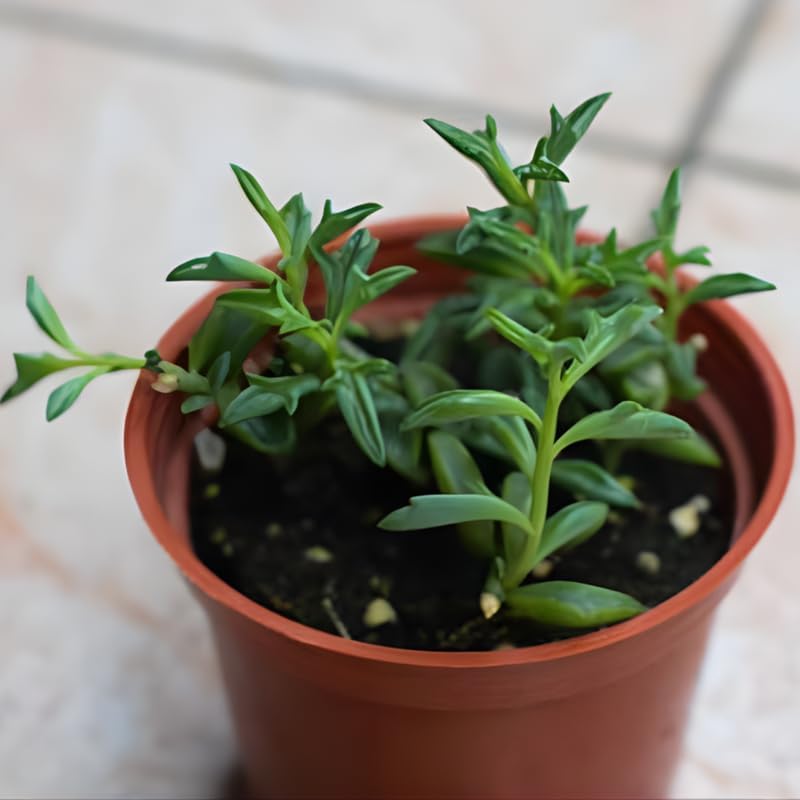 Miniatura 6 de String of Dolphins Plant 4'' Inch Pot  Live Trailing Succulent Houseplant  String of Dolphins Plant Live for Shelves, Pots & Hanging Planters