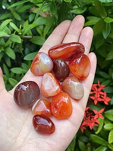 Image of GAF TREASURES 1 /2 LB Carnelian Tumbled Stones, Polished Carnelian Gemstone, Carnelian Healing Crystals (Carnelian)