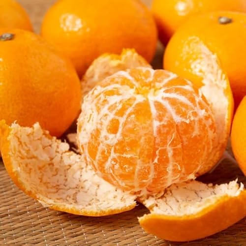 TOBIFRU a̎RY ݂ 5kg t[clߍ킹 ʕ Mtg j 䌩 j a wj Əj Џj 䋟 v[g  ~Mtg Ε ̂Ή