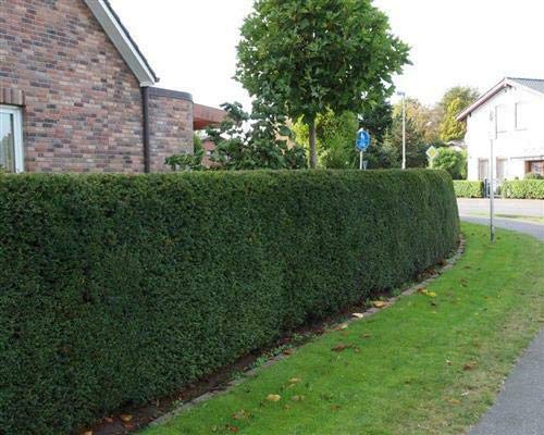 50 Taxus media Eibe Groenland 15-35cm Hecken-Pflanze immergrn winterhart  geschlossener Wuchs : Amazon.de: Garten