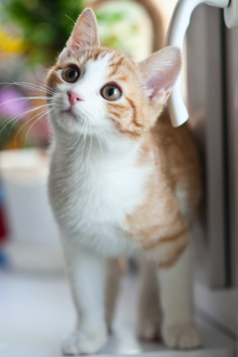 Cat Notebook: College Ruled, 120 Pages, 6x9 inches, Soft Cover (Cats Notebooks)