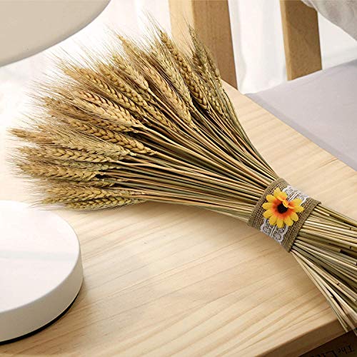 Dried Wheat Stalks, Natural 100 Stems Dried Wheat Sheaves, Natural Wheat Stalks FAL for DIY Craft, Home Table, Wedding Shooting Props(20 Inchprimary Color)