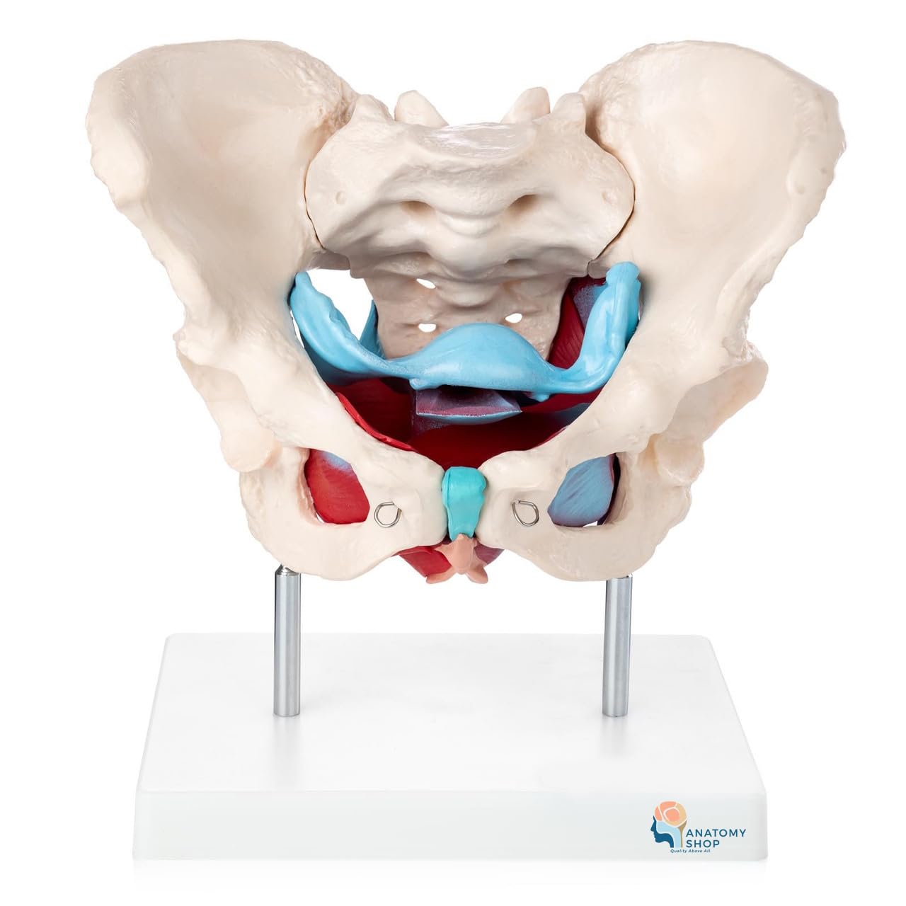 MYASKRO - Female Pelvis With Muscles & Organs | Premium Quality Anatomical Model | Made Up Of High Quality Non-Toxic PVC (B0C9W6DRMH) Amazon Price History, Amazon Price Tracker
