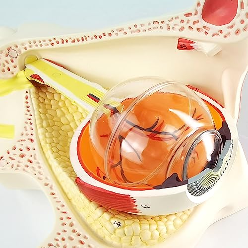 Image of 3X Enlarged Human Eye Orbital Anatomical Model, 13 Parts Eyeball Orbital Model Showing Optic Nerve Cornea Iris Lens and Vitreous Body with Stand for Medical Classroom Teaching Research