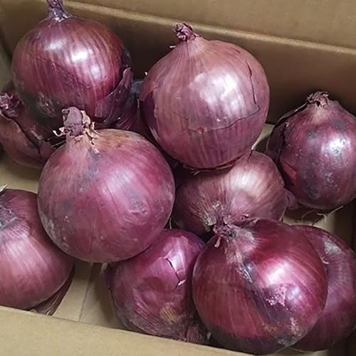  ܂˂ A[[bh 2kg MTCY kC kY  xǖY ԋʂ˂ Ԃ ʂ˂  ʂ˂/^}lM/ʔK 