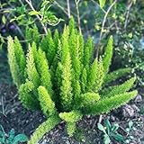 semillas de Asparagus densiflorus - Espárragos ornamentales, resistentes jardines de rocas jardín cultivo jardín balcón semillas 200pcs