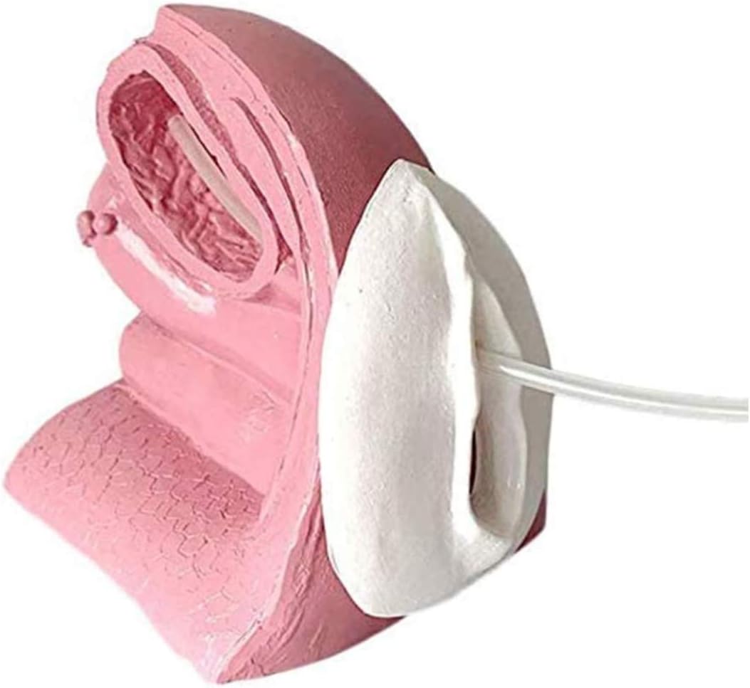 中国美術 紫檀 刻 枝果実 蝸牛 手付 器 39cm 希少(K-A237) 中国陶磁