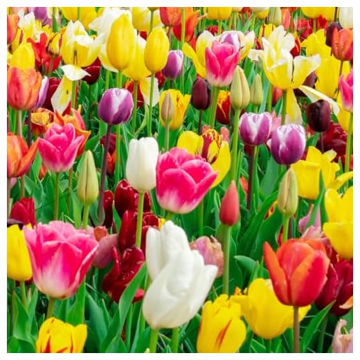 35 Mixed Tulip Bulbs – Assorted for Spring Color – Perfect for Beds, Borders & Containers – Bulk Pack of Flowers for Spring – Easy Fall Planting - Live Garden - Bulb Size 11/12cm - Willard & May