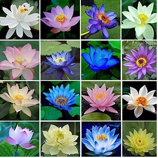 My Genius Brand Lotus Mix Flower Seeds (Pack Of 20 Seeds) - All Mix Colors 2022_mgb_6 (B0BVGDVTC7) Amazon Price History, Amazon Price Tracker