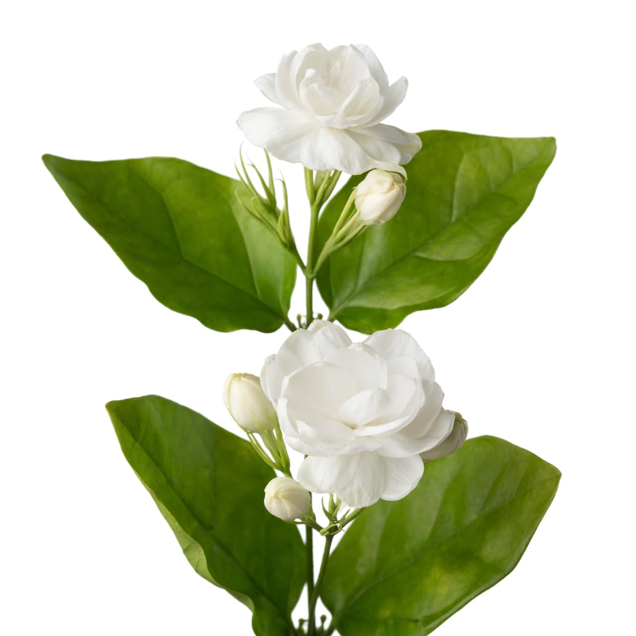 Jasmine Flower Plant – Live 14–18 Inch White Jasmine Flower