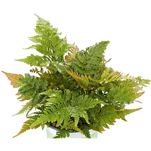 Red Veil Fern 'Autumn', Dryopteris erythrosora - Hardy in Pot 12 cm