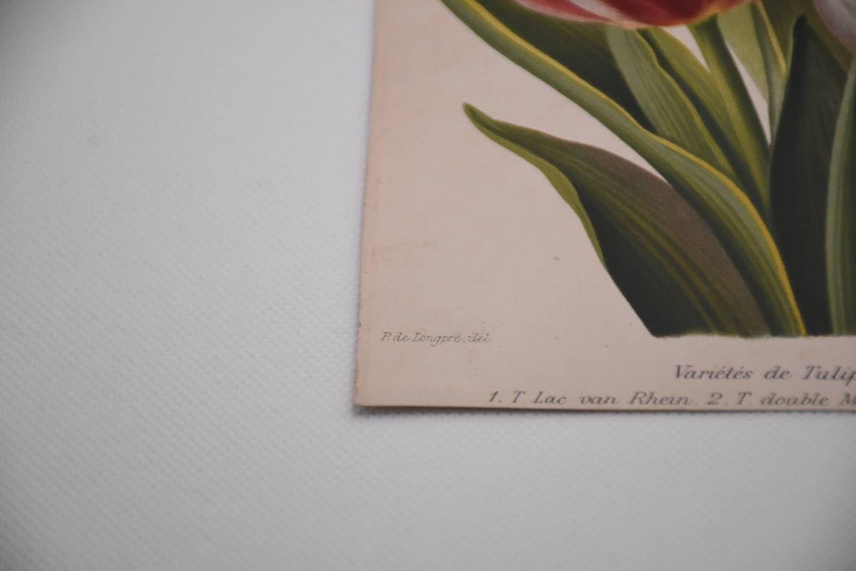 Amazon.co.jp: フランスアンティーク 博物画 植物画『3色の