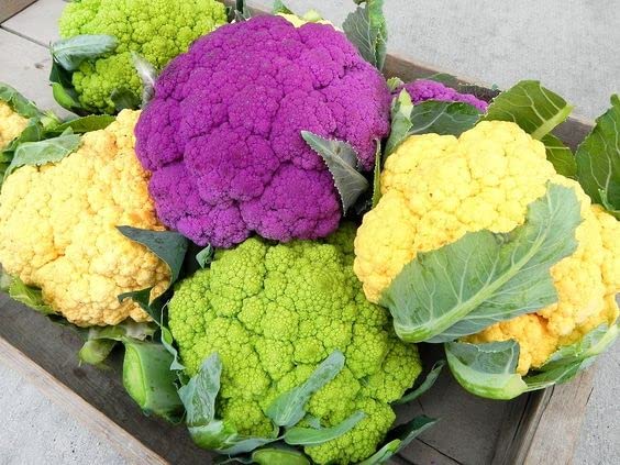 See full amazon price history chart for Radha Krishna Agriculture® Imported vegetable cauliflower Mix F1 Hybrid seeds For Your Home & kitchen Garden (Pack Of 100 Seeds) Radha Krishna Agriculture® Imported vegetable cauliflower Mix F1 Hybrid seeds For Your Home & kitchen Garden (Pack Of 100 Seeds) (B0B1XVZ73Z) Amazon Price History, Amazon Price Tracker