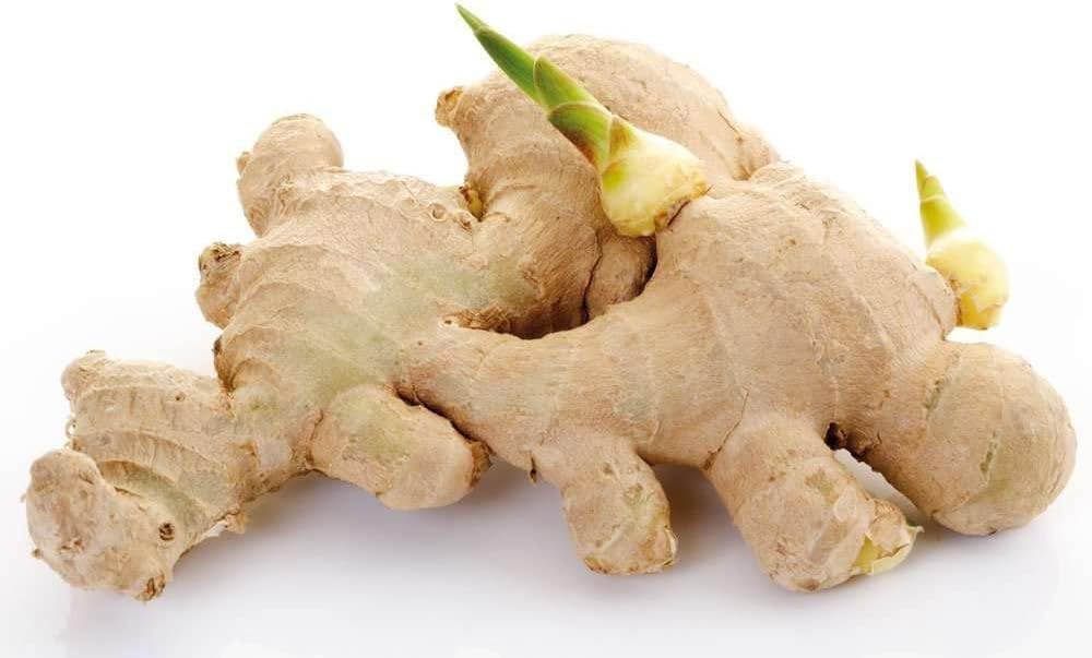 10 Live Sprouted Rhizomes of Heirloom Peruvian Ginger (Zingiber officinale) for Growing and Eating by Greenhouse PCA