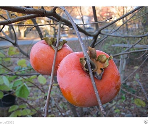 Japanese Persimmon,(25 Seed ) Asian Persimmons(Diospyros kaki-Fuyu) Tree Shrub - Thumbnail 2