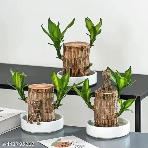 MASHUR FAB Lucky Brazil Wood Potted Plant Healthy Indoor Live Lucky Brazilian Wood Plant for Living Room, Feng Shui Plant (Without pot) (pack of 3) (B0DHS3RFGN) Amazon Price History, Amazon Price Tracker