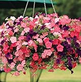 6000+ Petunia Seeds for Planting – Mix Color Annual Flower Seeds for Outdoor Garden, Hanging Baskets, and Indoor Pots – Easy to Grow, Non-GMO, Heirloom-Quality