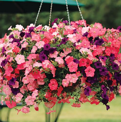 6000+ Colorful Petunia Seeds