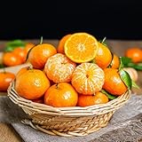 orangenbaum, zimmerpflanzen für sonnige plätze mandarinenbaum bonsai balkonpflanzen säulenobst...