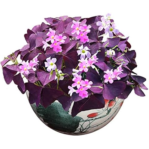 Purple Shamrock Bulbs 10+ Organic Triangular Lucky Grass Clover Oxalis Wood Sorrel FlowerPlants Easy to Grow Bulbs Seeds for Planting Garden Bonsai Office Home Cover