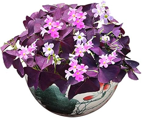 Purple Shamrock Bulbs 10 Organic Triangular Lucky Grass Clover Oxalis Wood Sorrel Flowerplants Easy To Grow Bulbs Seeds For Planting Garden Bonsai Office Home Amazon Co Uk Garden Outdoors