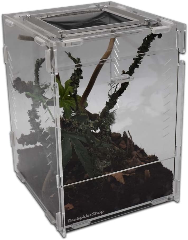 The Spider Shop Mantis Starter Kit - Complete Mantis starter kit