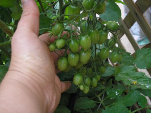 Clovers Garden Grape Tomato Plant– Two (2) Live Plants – Not Seeds – Each 5" To 7" Tall, In 3.5 Inch Pots #TOP1