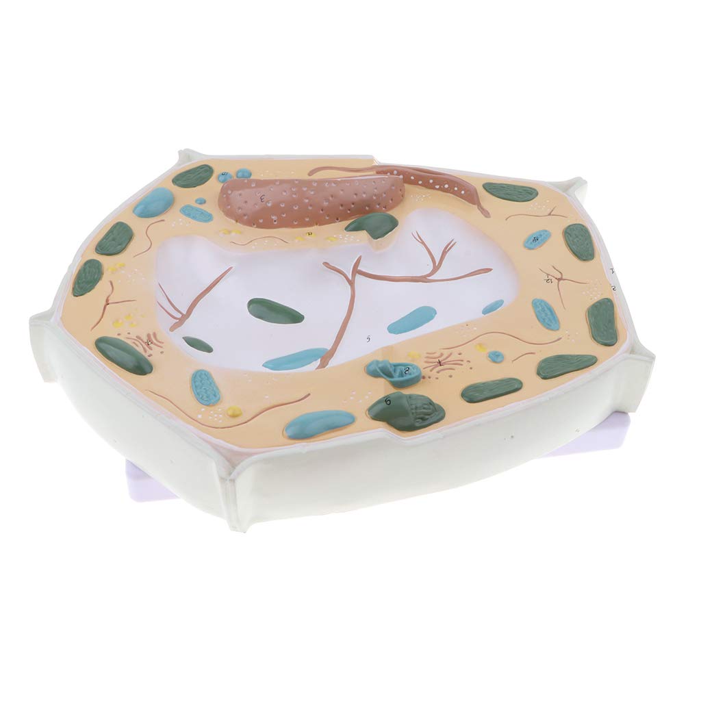 Buy B Blesiya 20000X d Cell Micro Structural Cell Wall, Nuclear