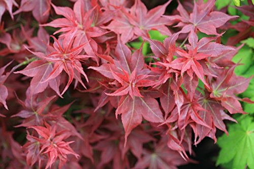 Ruby Star Dwarf Japanese Maple - Acer palmatum Ruby Star - 1 - Year Live Plant