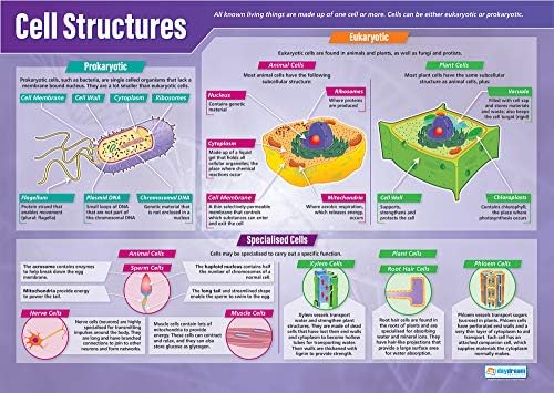 Daydream Education Cell Structures | Science Posters | Laminated Gloss Paper measuring 33” x 23.5” | STEM Charts for the Classroom | Education Charts