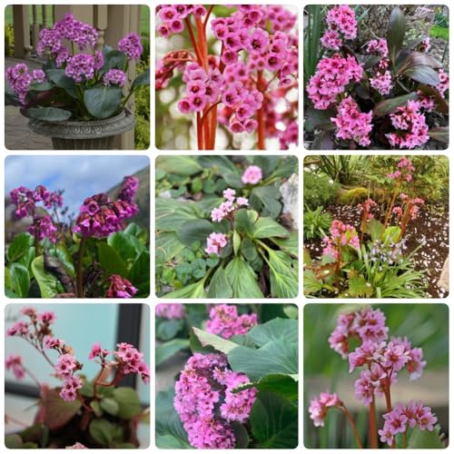 Semillas de Bergenia, Bergenia cordifolia, semillas de balcón resistentes Las de jardín de rocas son resistentes 100pcs