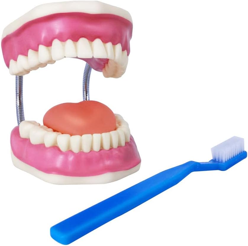 E15-Tooth Model